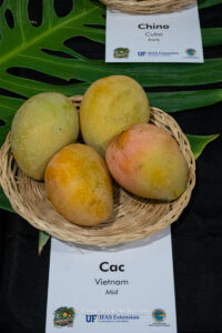 Cac mango fruit