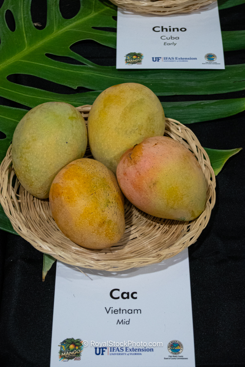 Cac mango fruit