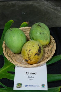 Chino mango fruit