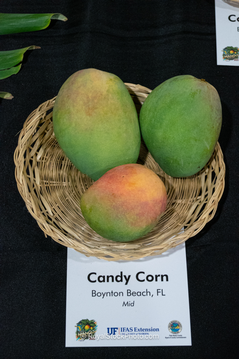 Candy Corn mango fruit