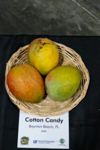Cotton Candy mango fruit