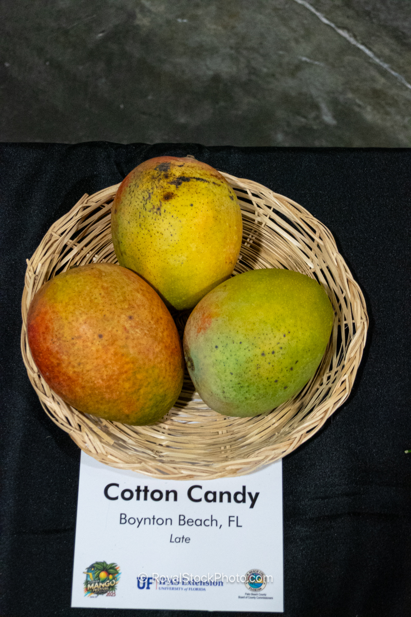 Cotton Candy mango fruit