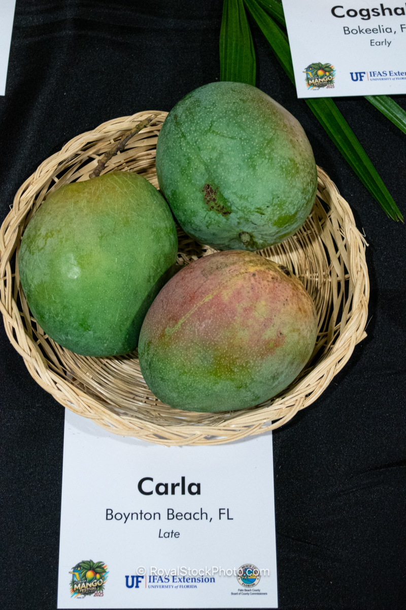 Carla mango fruit