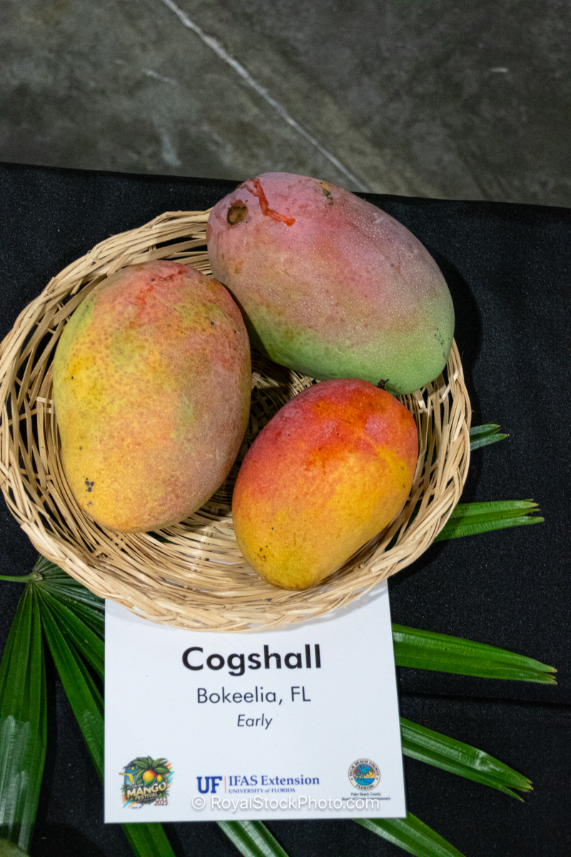 Cogshall mango fruit
