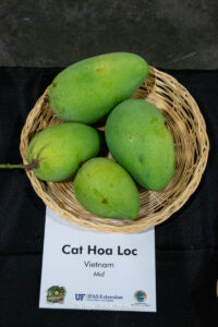 Cat Hoa Loc mango fruit