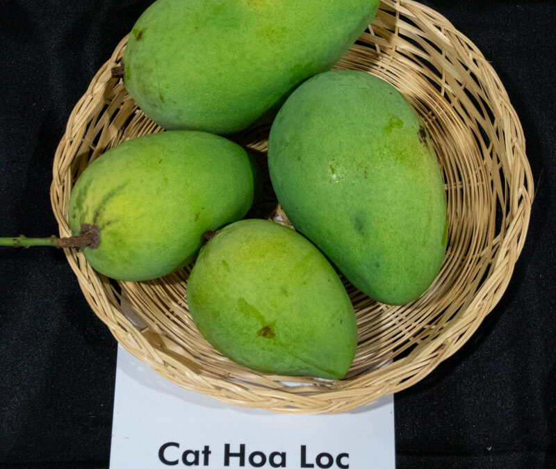 Cát Hòa Lộc