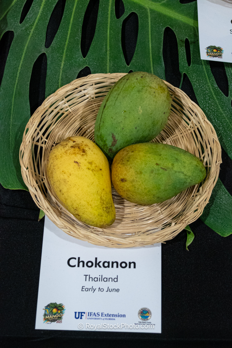 Chokanon mango fruit