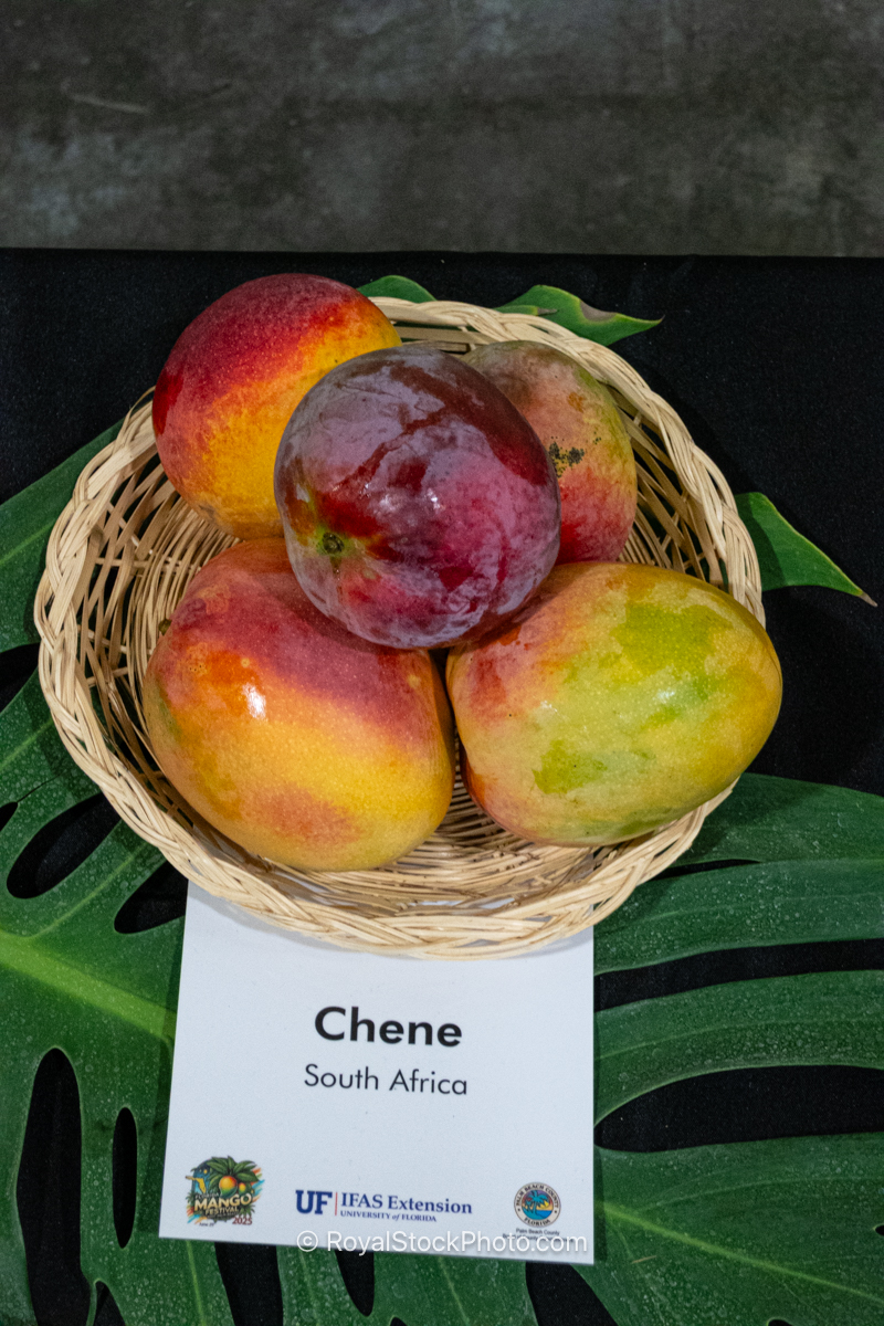 Chene mango fruit