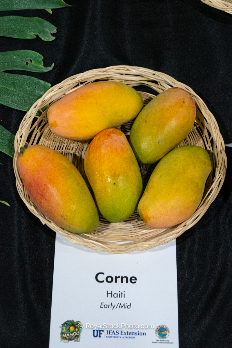 Corne mango fruit