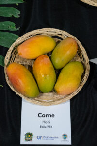 Corne mango fruit