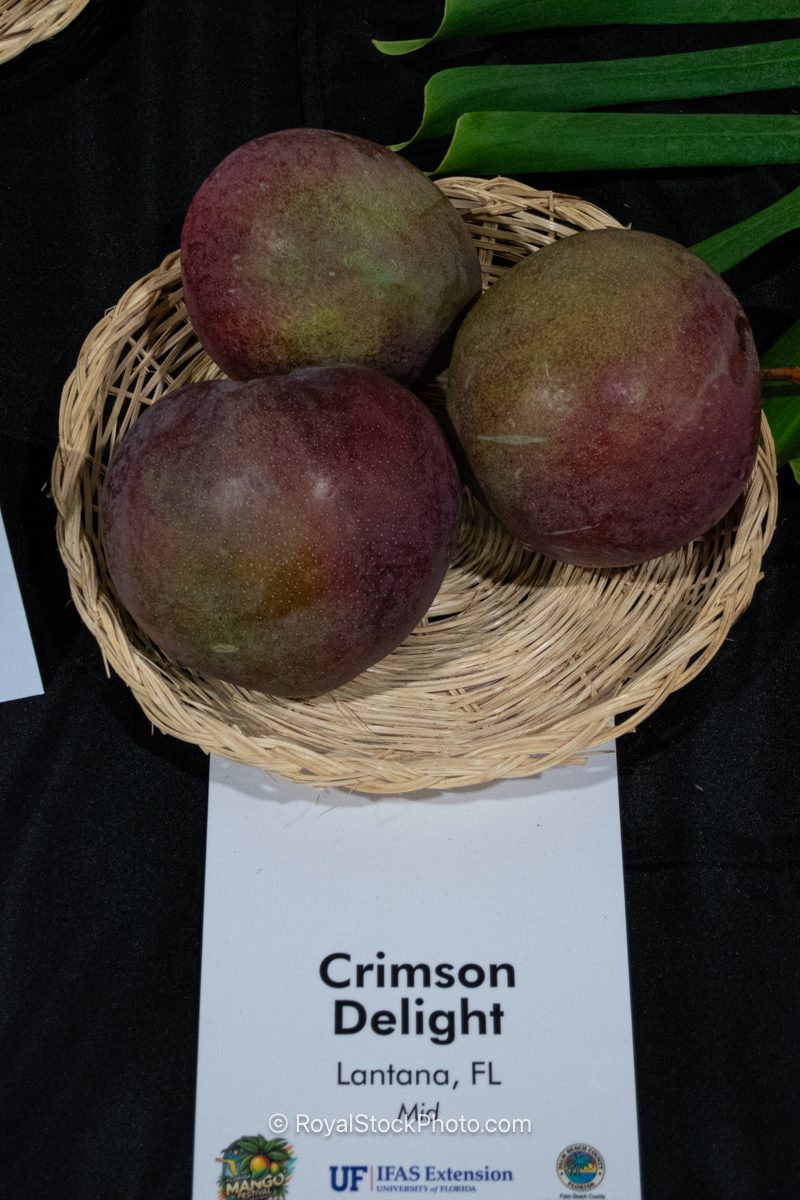 Crimson Delight Mango Crimson Delight mango fruit