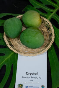 Crystal mango fruit