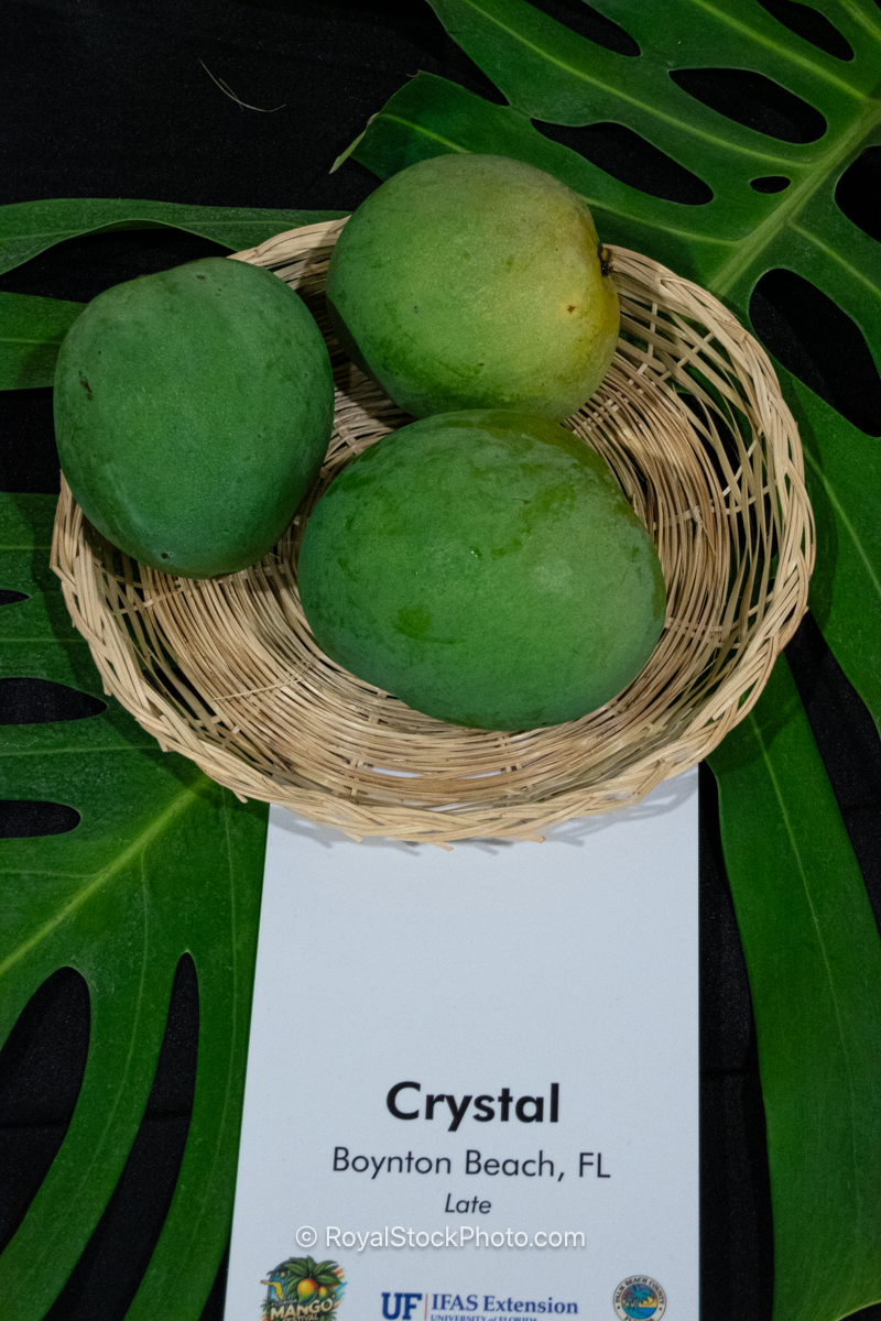 Crystal mango fruit