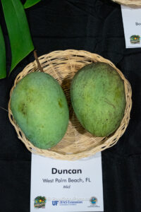 Duncan mango fruit