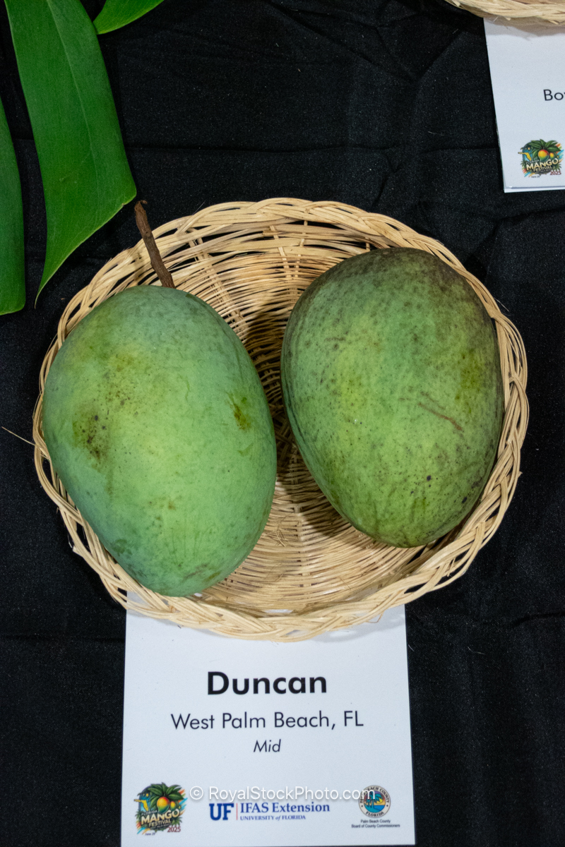 Duncan mango fruit