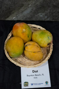 Dot mango fruit