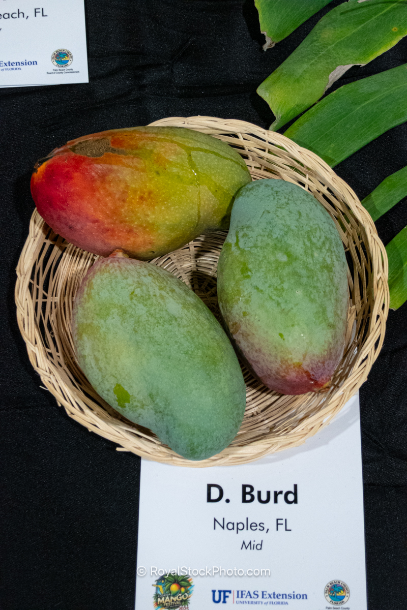 D. Burd mango fruit