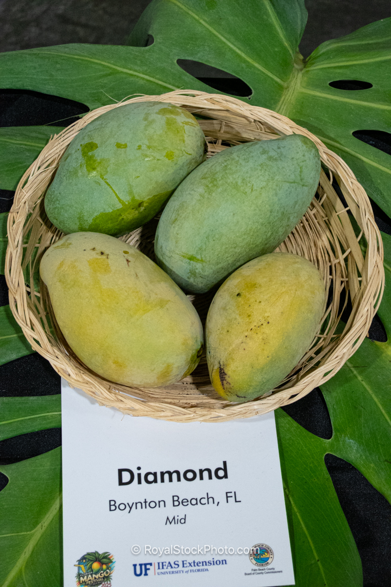 Diamond Mango Diamond mango fruit