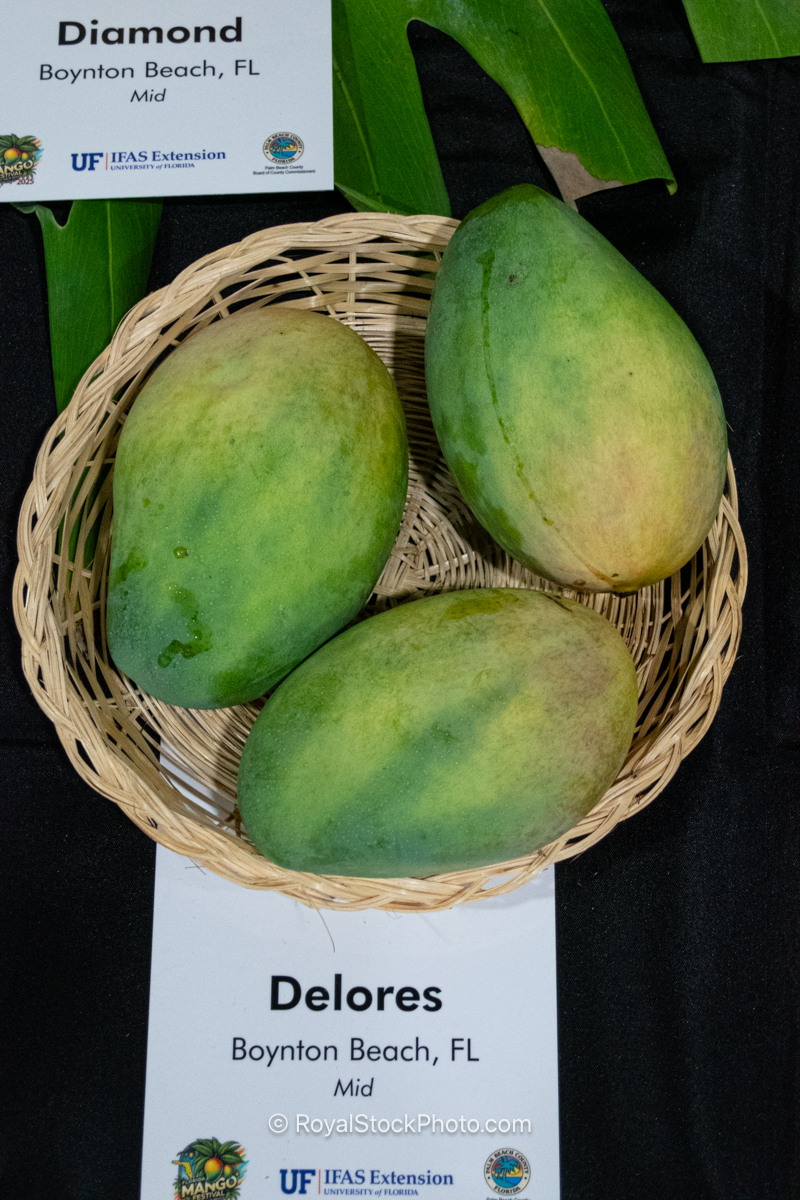 Delores Mango Delores mango fruit