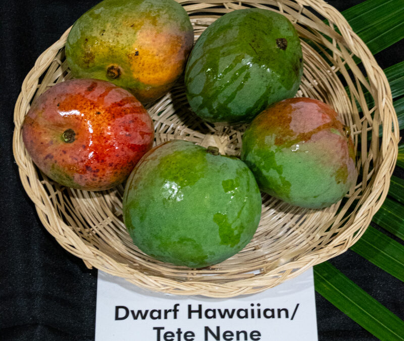Dwarf Hawaiian