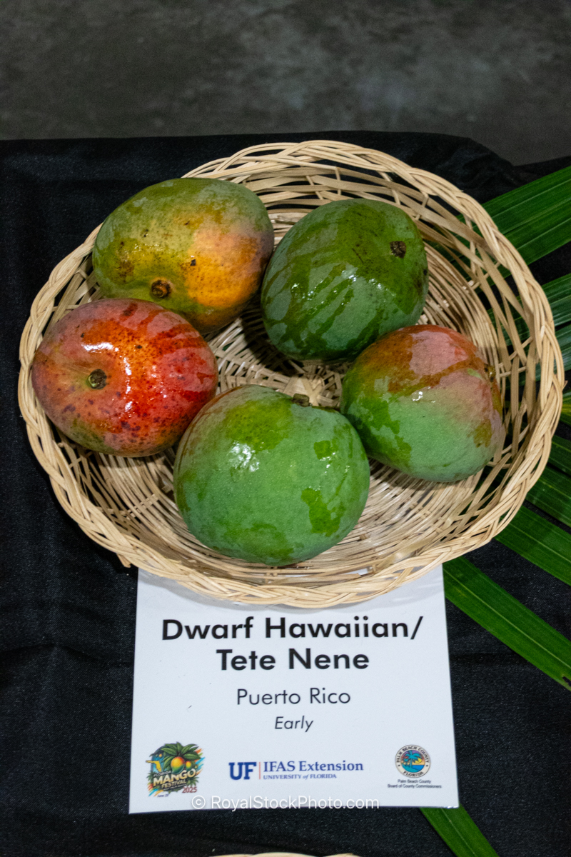 Dwarf Hawaiian - Tete Nene mango fruit