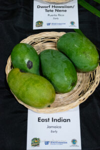 East Indian mango fruit