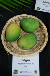 Edgar mango fruit