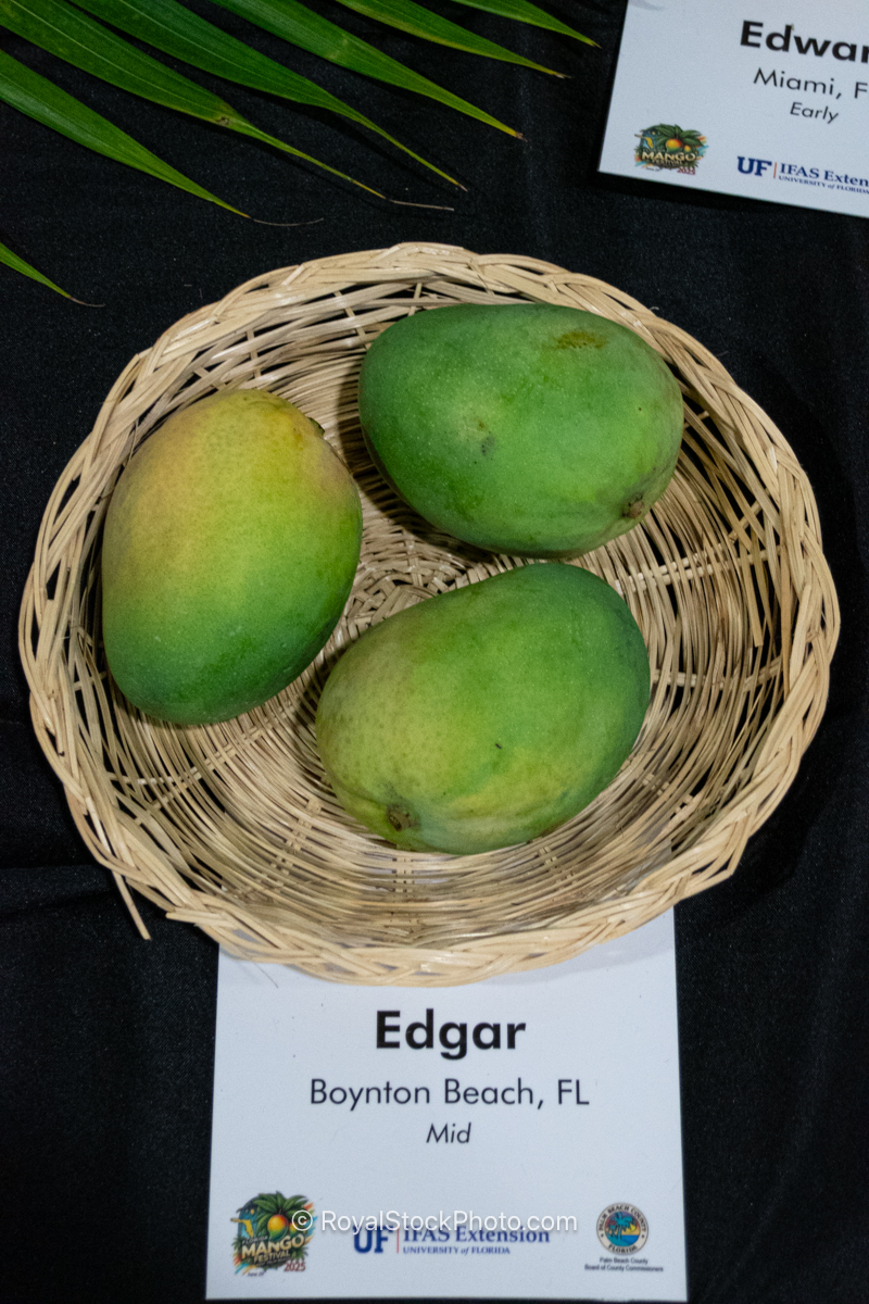 Edgar mango fruit