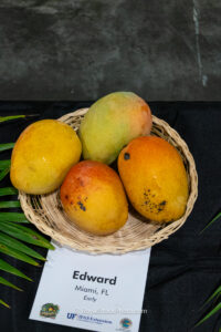 Edward mango fruit