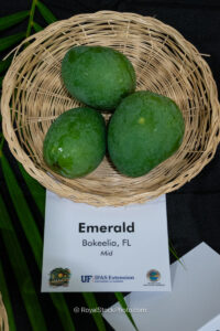 Emerald mango fruit