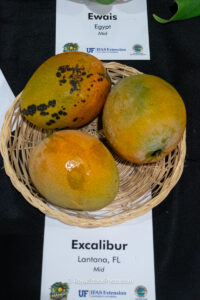 Excalibur mango fruit