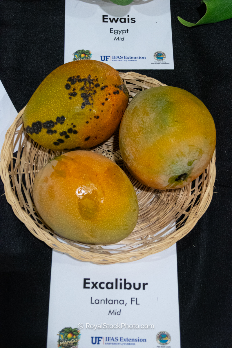 Excalibur mango fruit