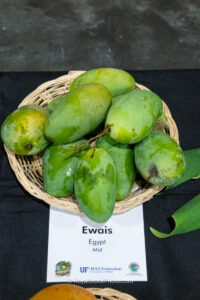 Ewais mango fruit