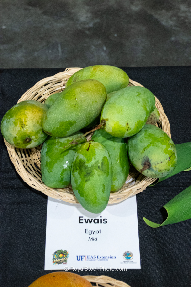 Ewais Mango Ewais mango fruit