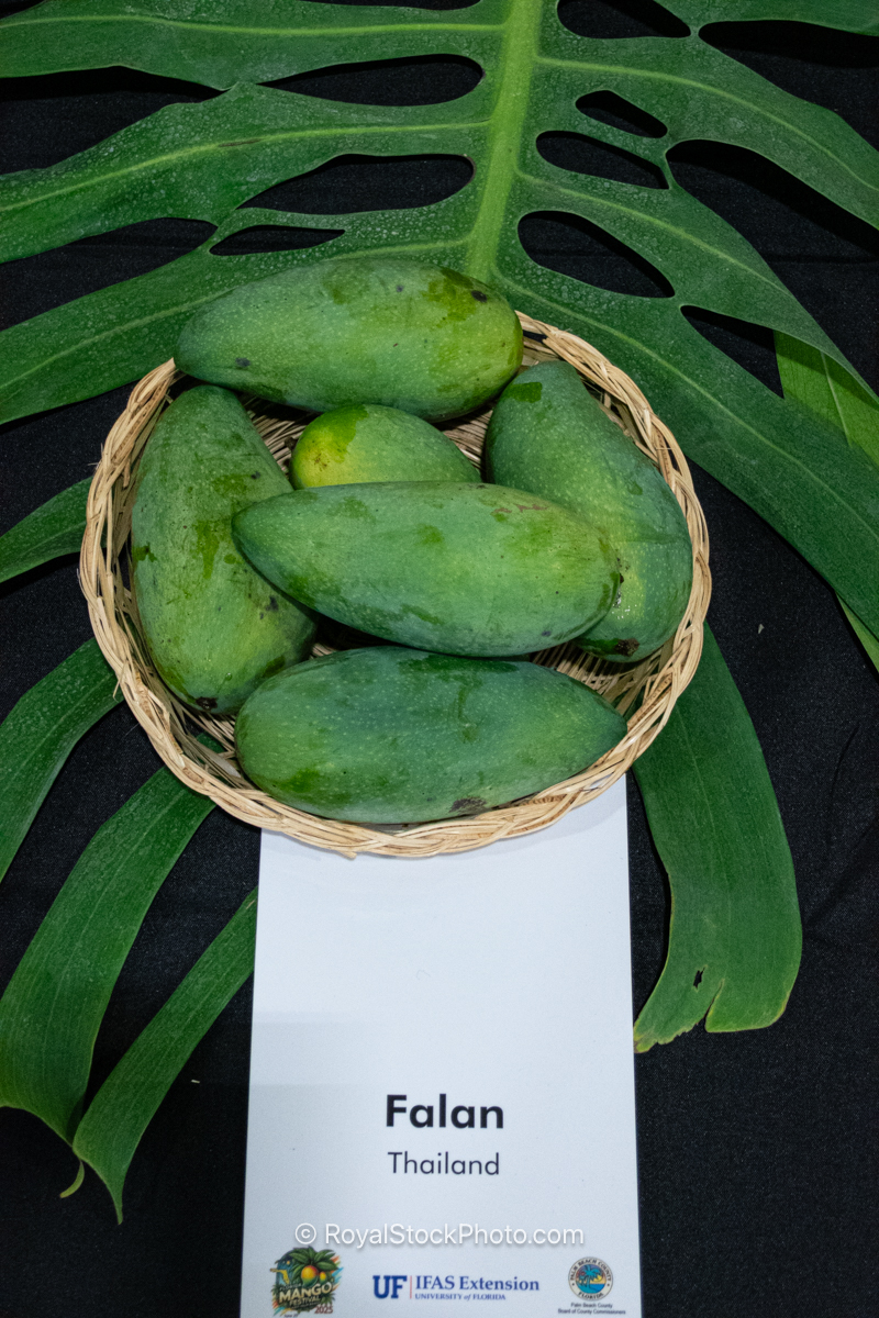 Falan mango fruit