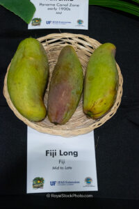 Fiji Long mango fruit