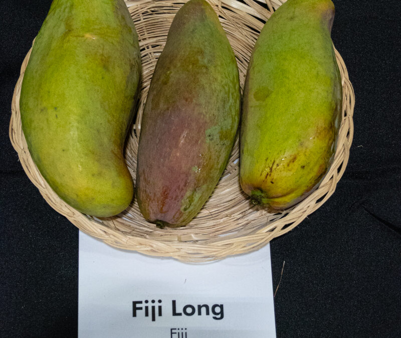 Fiji Long