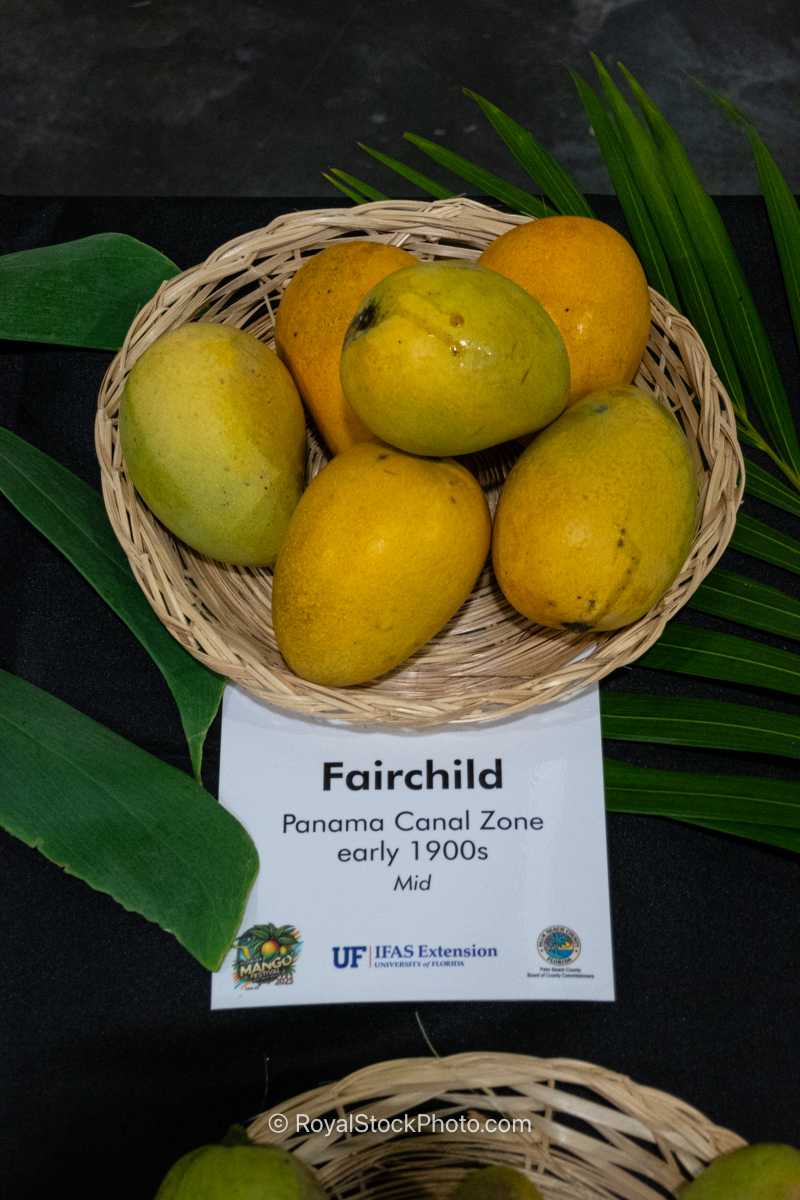 Fairchild mango fruit