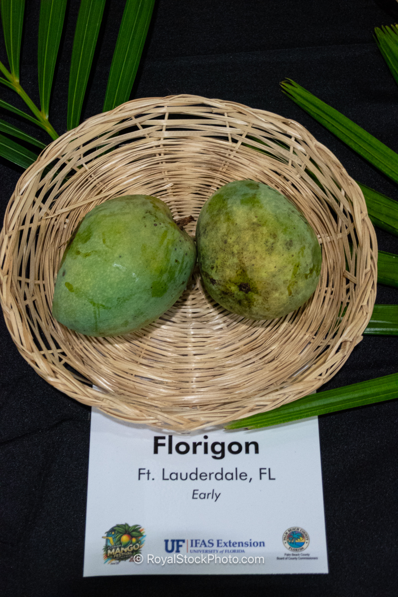 Florigon mango fruit