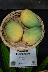 Frances Hargrave mango fruit