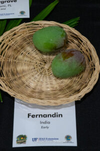 Fernandin mango fruit