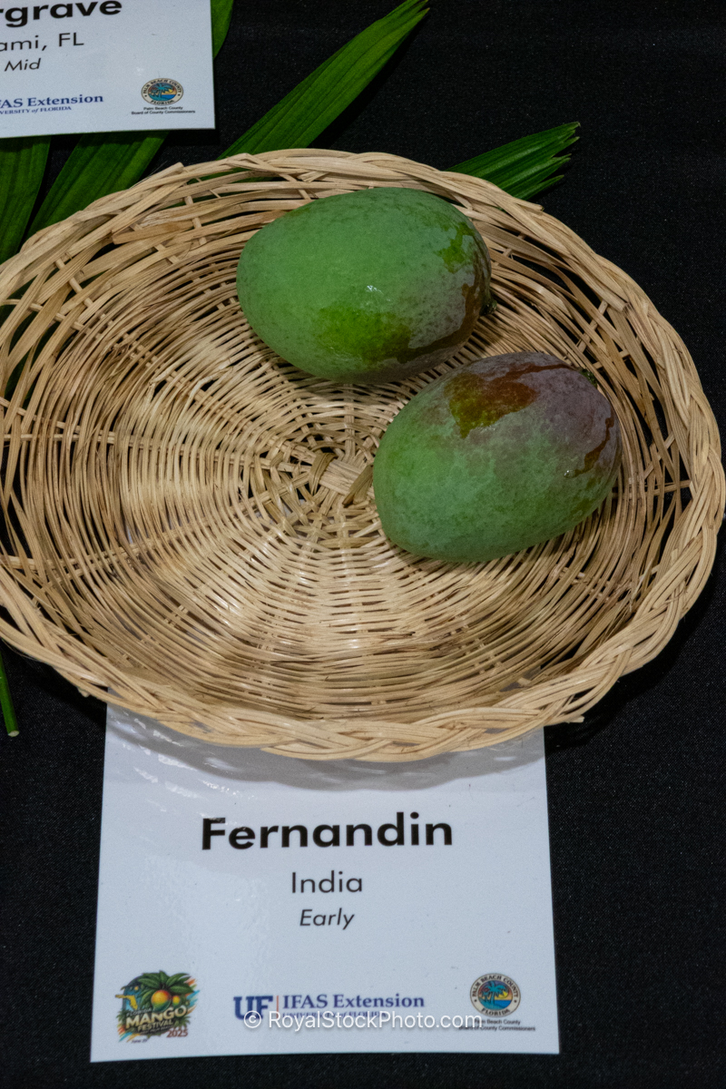 Fernandin mango fruit