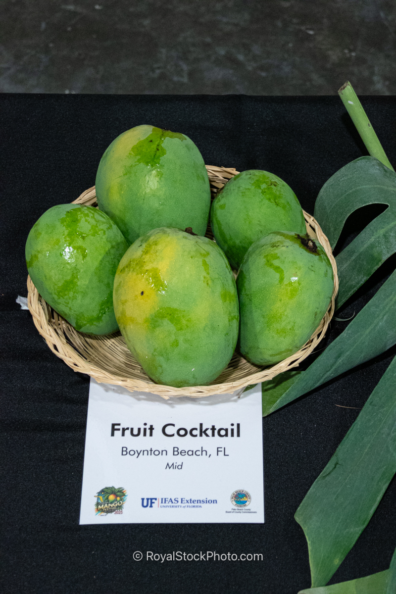 Fruit Cocktail mango fruit