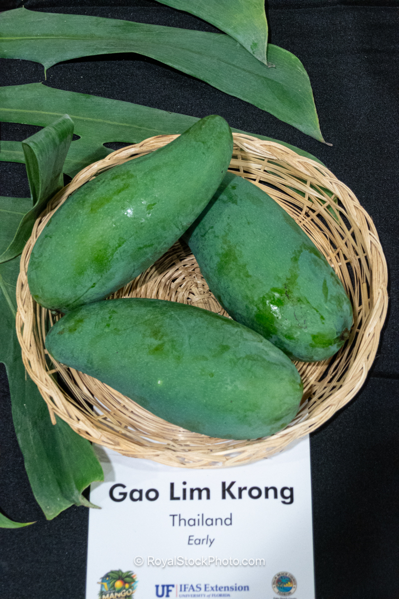 Gao Lim Krong mango fruit