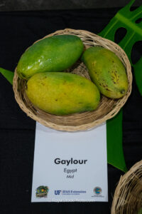 Gaylour mango fruit