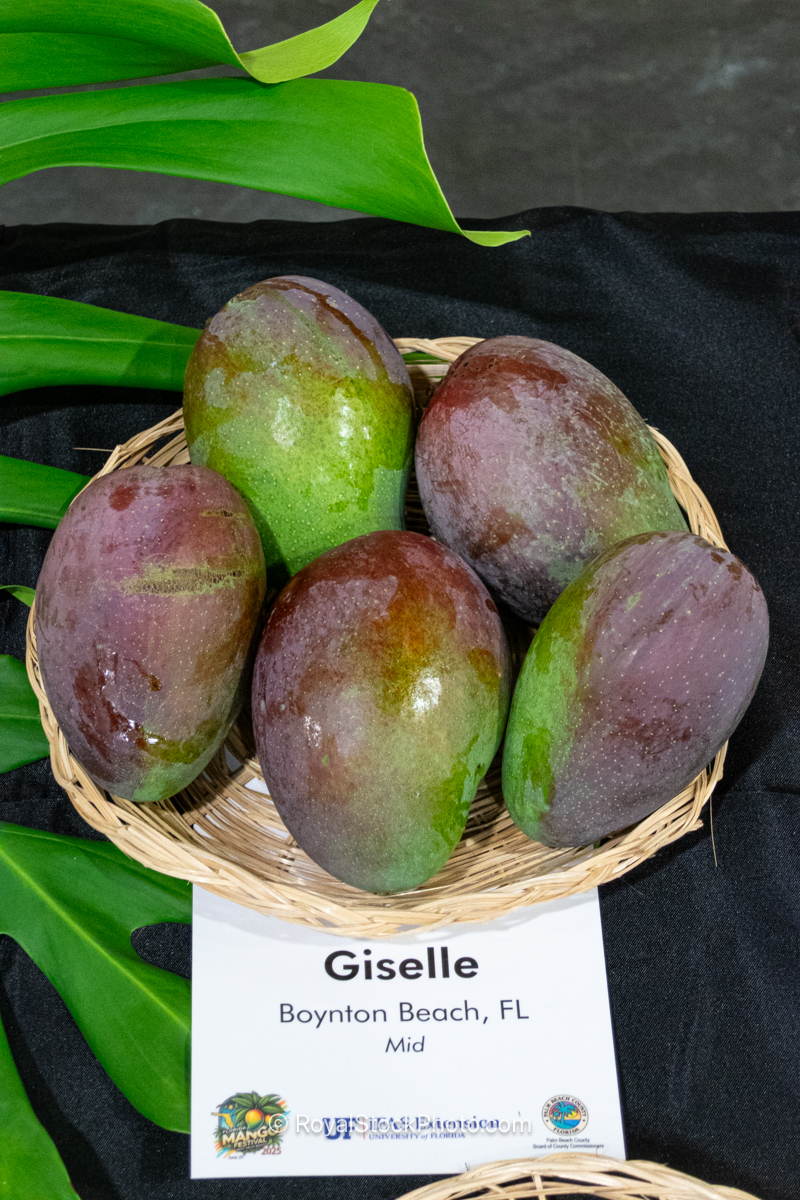 Giselle mango fruit