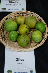 Gilas mango fruit