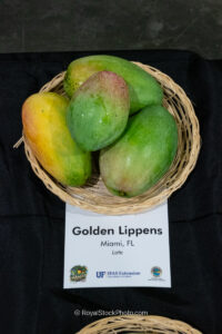 Golden Lippens mango fruit