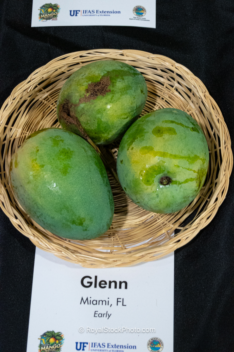 Glenn mango fruit