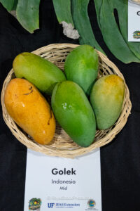 Golek mango fruit